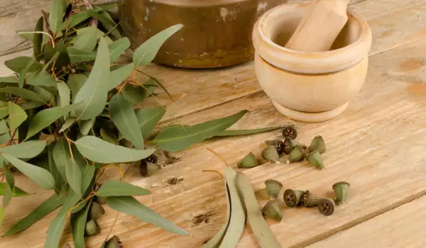 Eucalyptus helps with respiratory problems