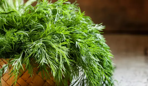 Growing dill