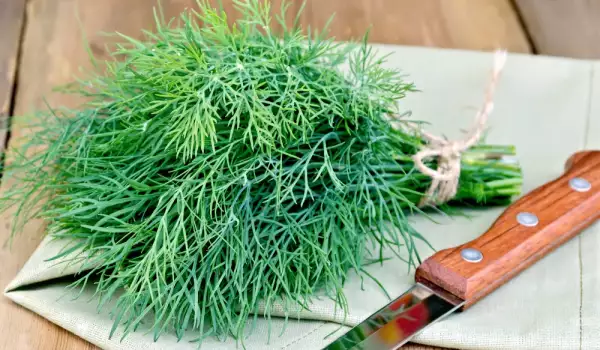 How to Store Fresh Dill?