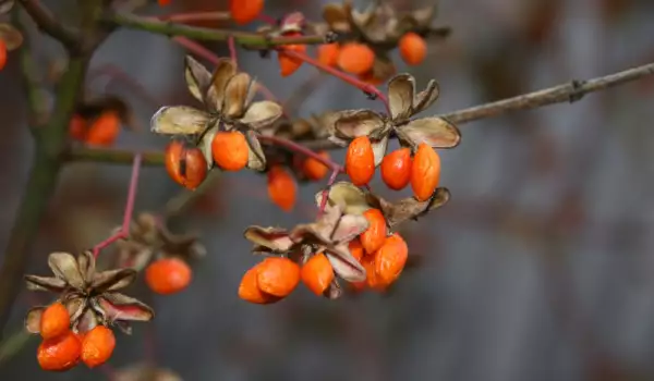 Goji Berry Shrub