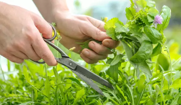 Cutting herbs