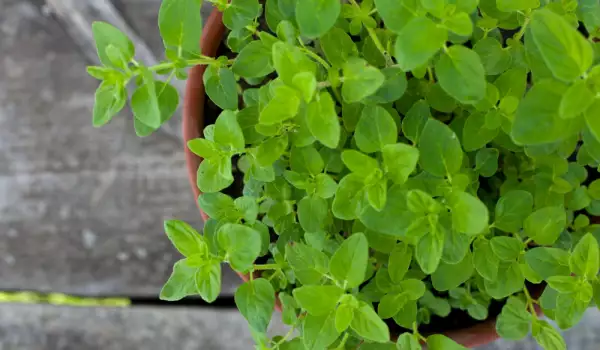 Growing oregano in a pot