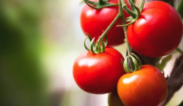 How to Make Tomatoes Ripen Faster?