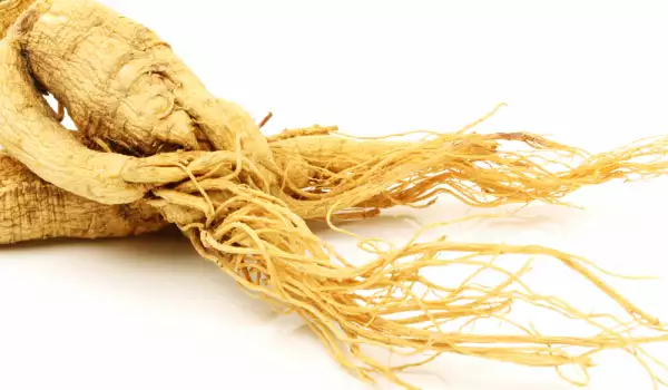 Benefits and Properties of Siberian Ginseng