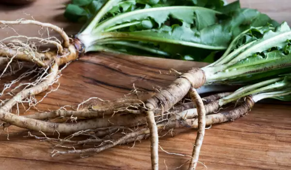 Dandelion roots