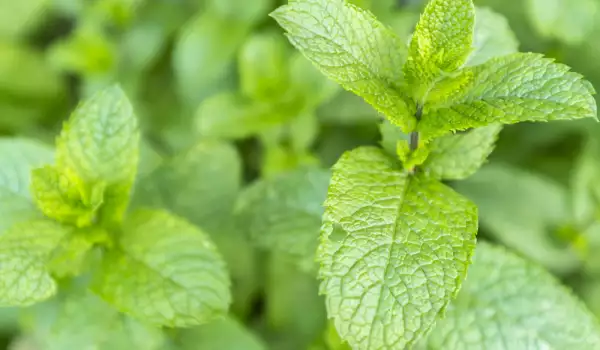 How to Store Spearmint?