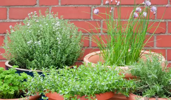 How to Grow Spices in a Pot