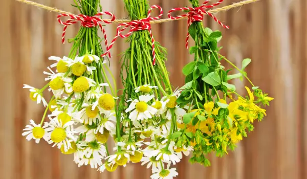 drying chamomile