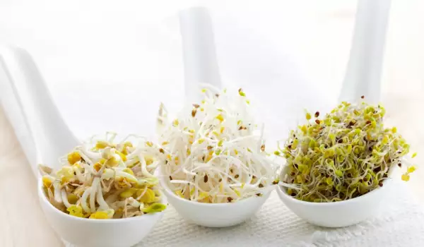 Types of Sprouts