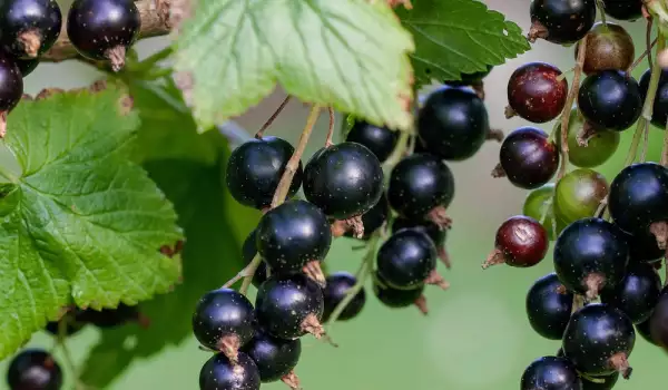 Blackcurrant Leaves