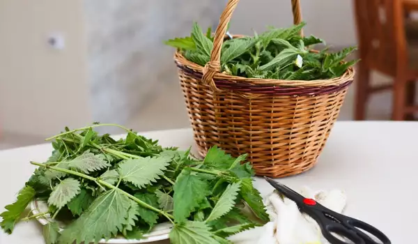 How Are Nettles Dried?