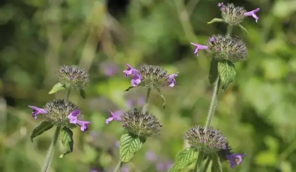 White Wild Basil