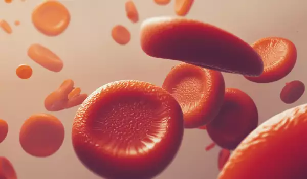 Red blood cells