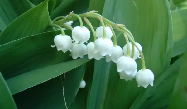 Lily of the Valley colors