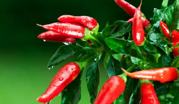 What Substance Makes Hot Peppers Spicy?