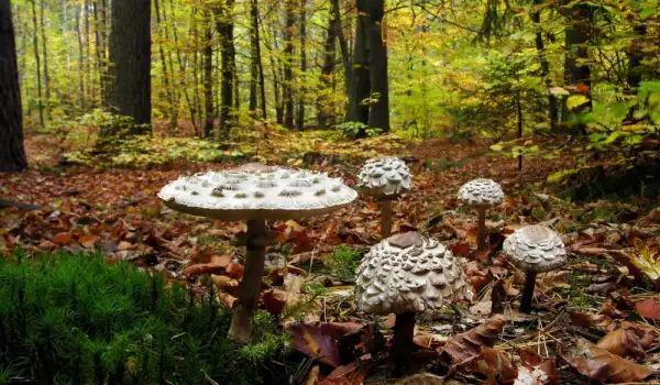 Parasol Mushrooms