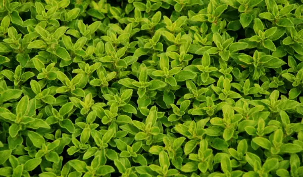 Fresh Marjoram