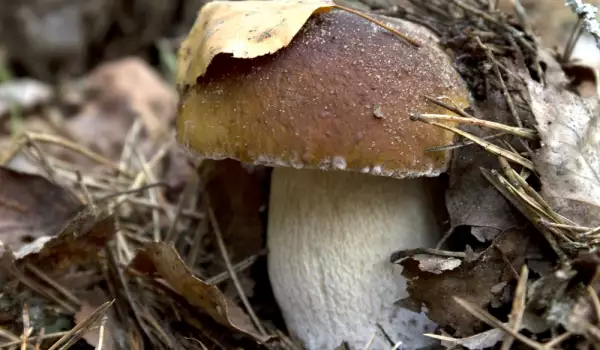 Bolete mushrooms