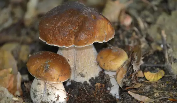 Can Porcini Mushrooms be Grown at Home?