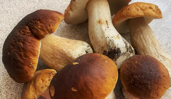 Raw porcini mushrooms