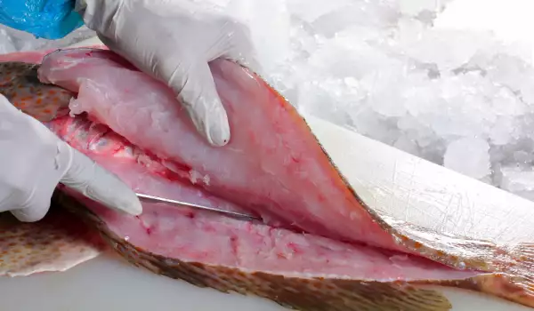 How to Fillet Fish?