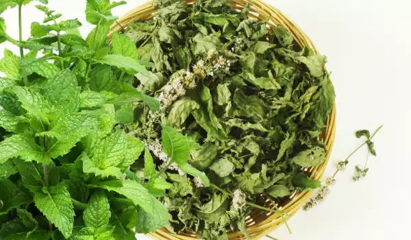 How to Dry Mint?