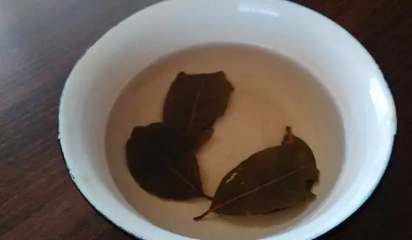 Decoction of Bay Leaf and Honey for a Cough