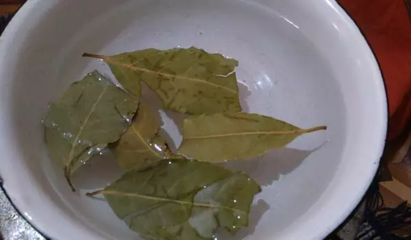 Decoction of Bay Leaf and Honey for a Cough
