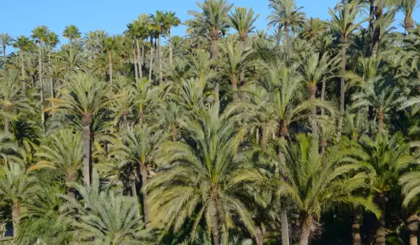 Coconut palms