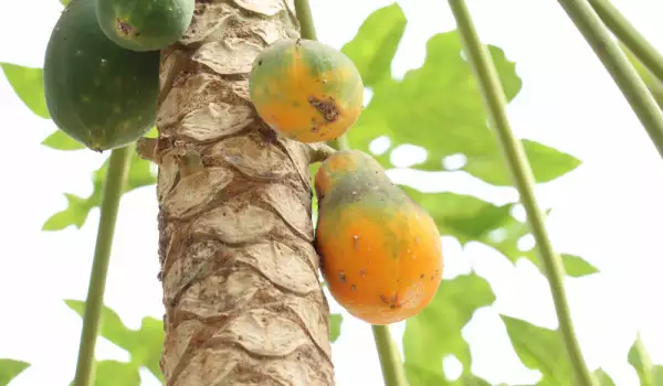 Papaya Leaves - How to Use Them