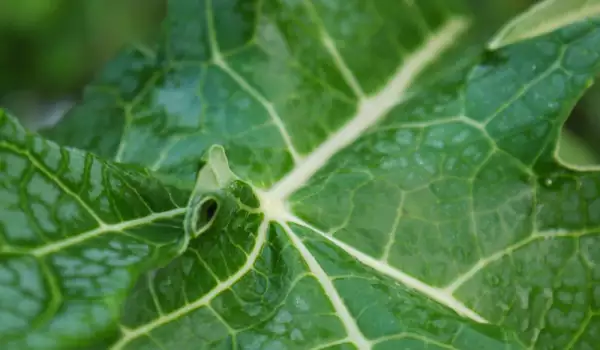 Papaya Leaves