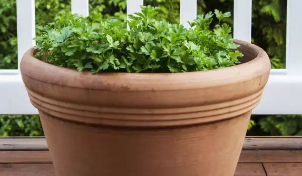 Growing parsley in a pot