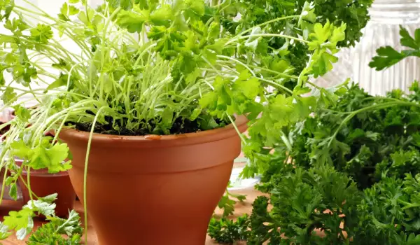 Growing Parsley in a Pot