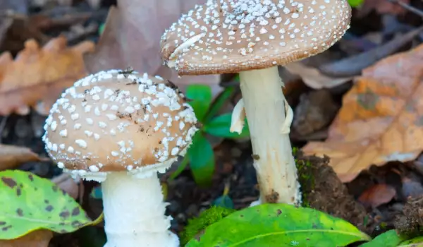 Types of amanita