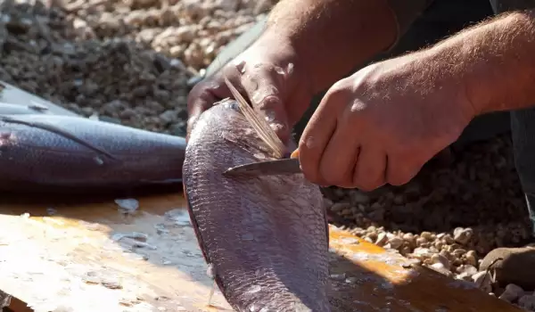 Cleaning fish