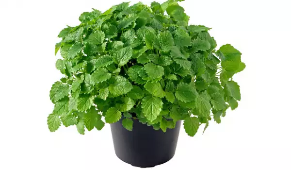 Lemon balm in a pot