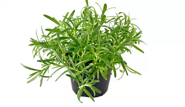 Rosemary in a pot