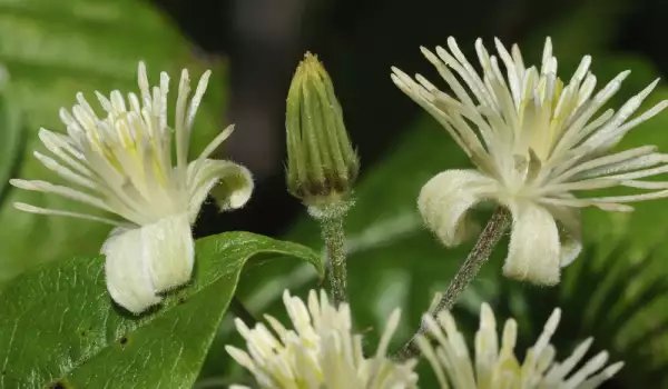 Clematis herb