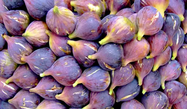 Blue figs