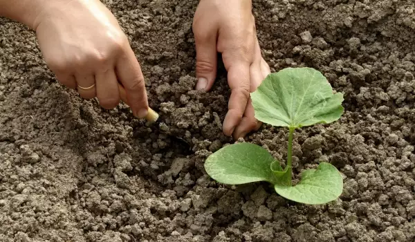 Planting pumpkins