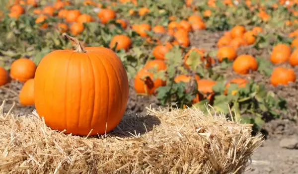 Does Pumpkin Cause or Help Relieve Constipation?