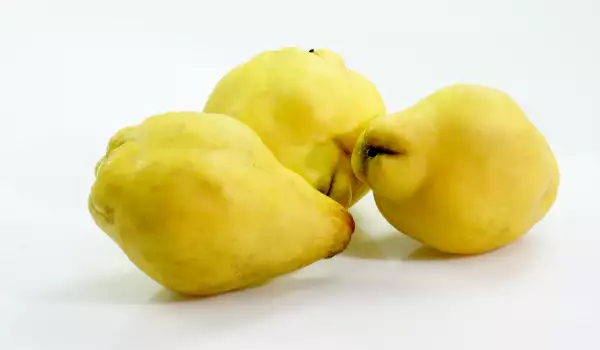 How to Know When Quinces Have Ripened?