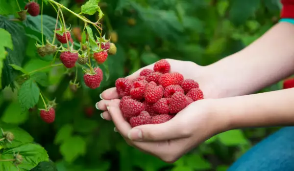 Raspberries