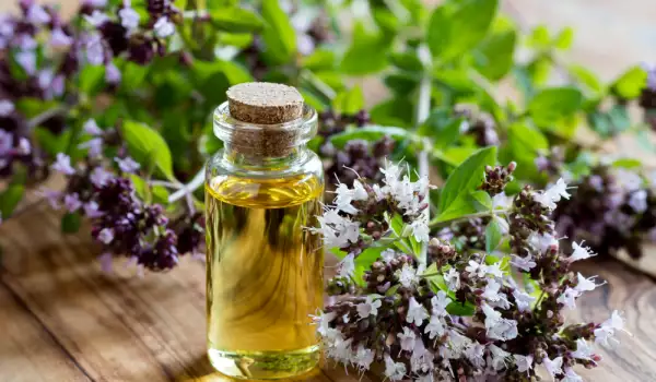 Oregano Oil - What it is and Why it is Useful