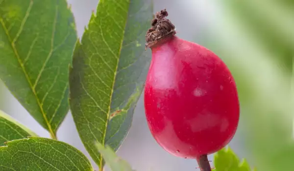 How rosehip flour is made