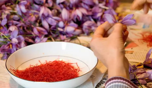 Production of Saffron