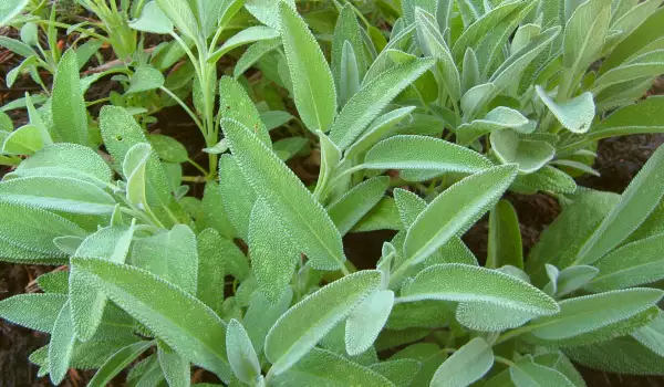 Sage Decoction for Good Memory