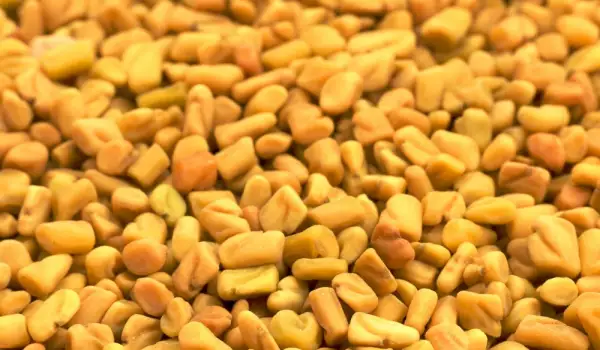 Fenugreek