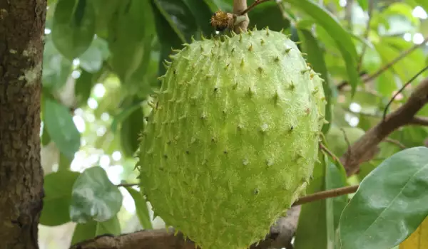 soursop