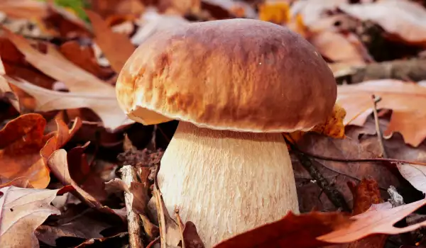 Where Do Porcini Mushrooms Grow?